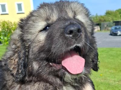 IKC Registered Caucasian Shepherd Dog